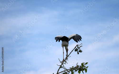 One of open billed stork bird perch and winged at the top of the tree on blue sky and white cloud background. Another one of black and white color of Asian openbill bird flying on the air. photo