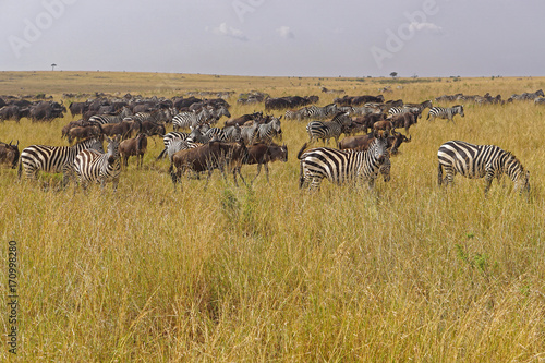 Animal migration in Africa