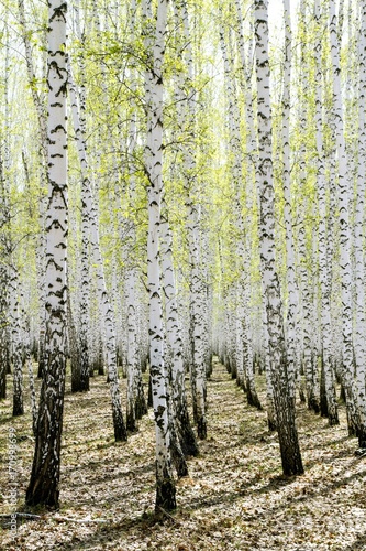 Fototapeta Naklejka Na Ścianę i Meble -  spring birch forest landscape