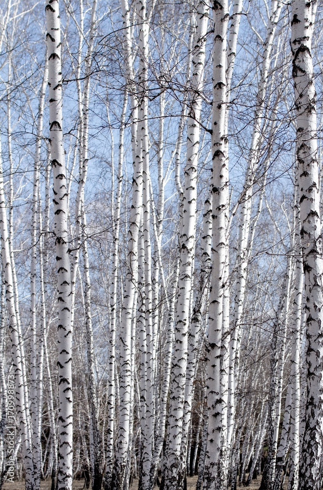 White birch tree in early spring
