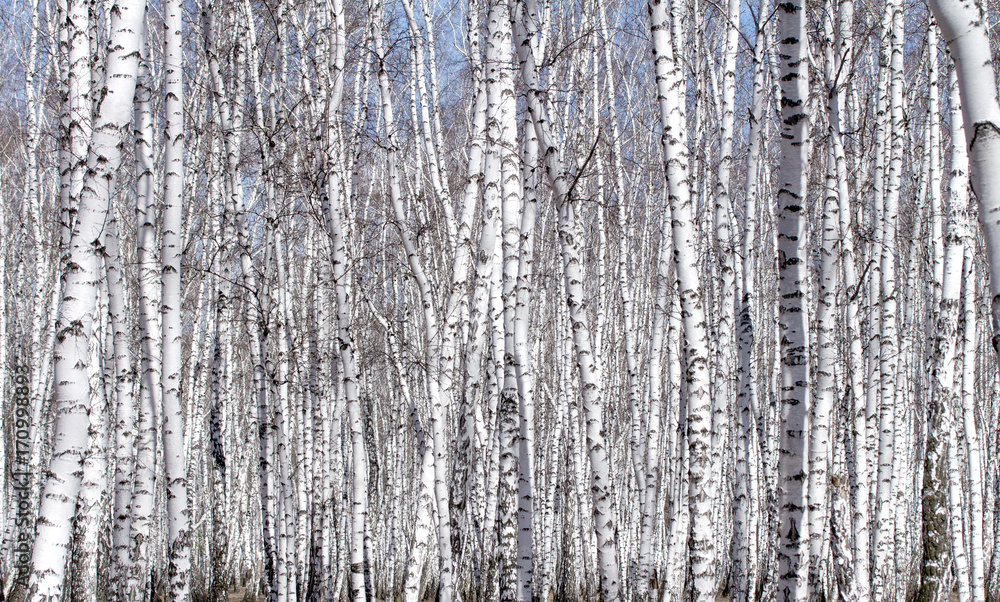 White birch tree in early spring
