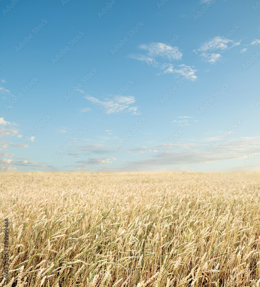 wheat field and blue sky with clouds wheat field and blue sky with clouds