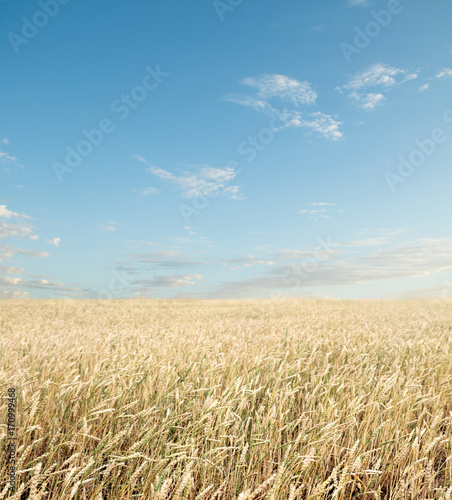 wheat field and blue sky with clouds © Prikhodko