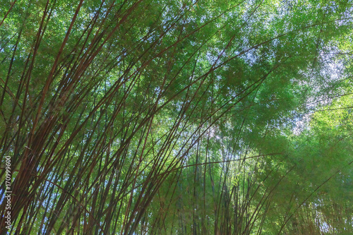 Bamboo and green bamboo leaves.