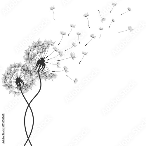 Dandelions flower. Vector abstract dandelions for background design. Vector Illustration of Dandelion for greeting card. Flying Dandelion black. Abstract dandelion background
