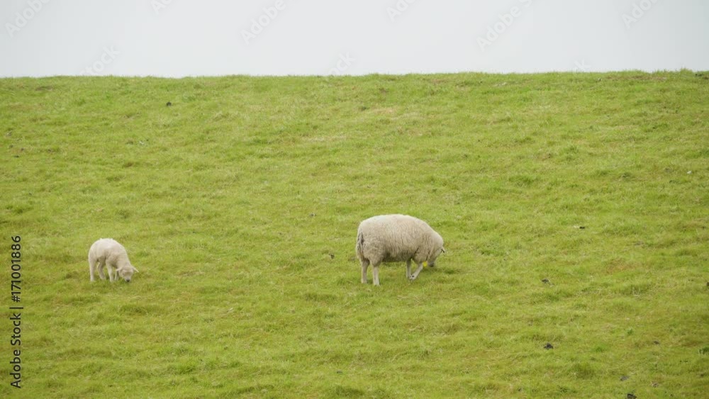 14194_A_mother_and_child_sheep_eating_grasses.mov 14194_A_mother_and_child_sheep_eating_grasses.mov