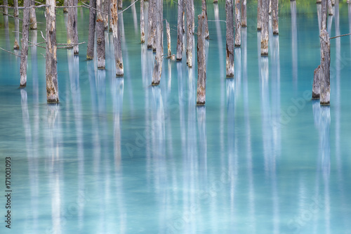 Blue Pond in Biei, Hokkaido, JAPAN