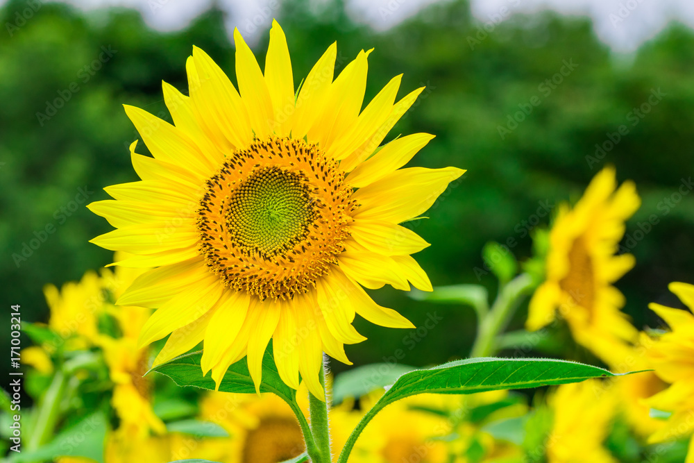Sunflowers field blooming in the garden at sunny summer or spring day in Yamanashi Prefecture, Japan . Sunflowers field blooming in the garden at sunny summer or spring day in Yamanashi Prefecture, Japan .