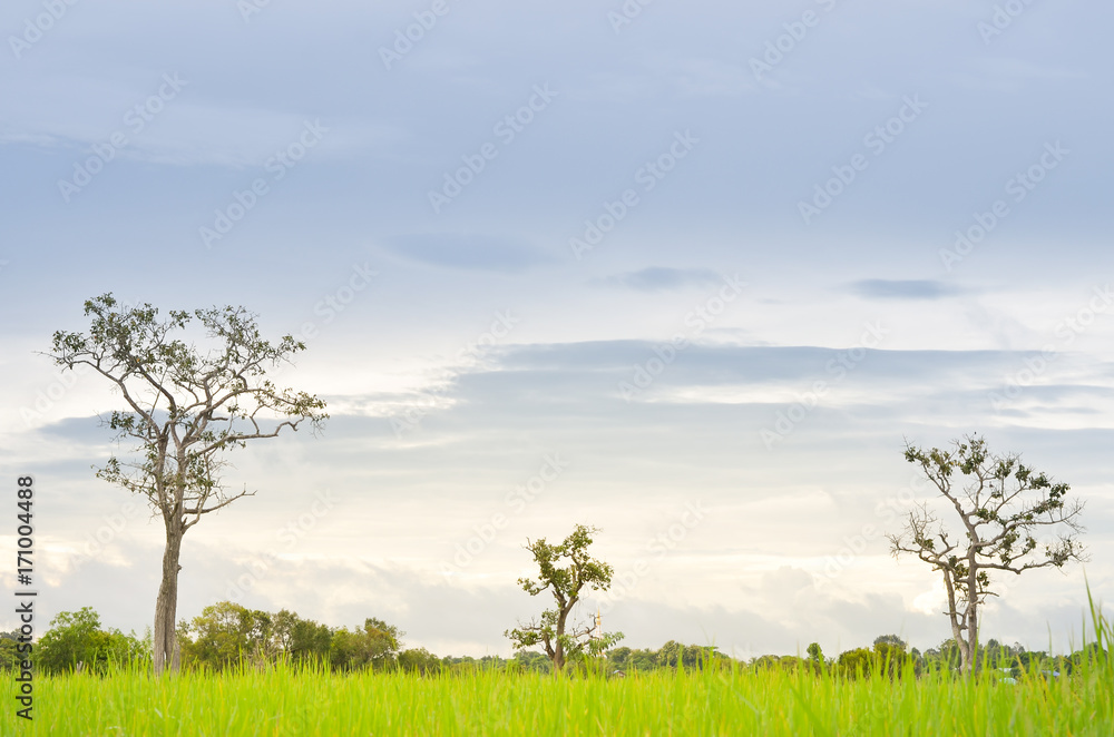Obraz premium field of grass and tree with sun in morning
