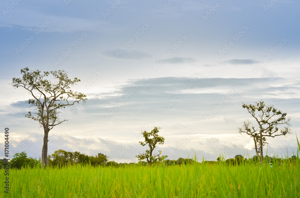 Obraz premium field of grass and tree with sun in morning
