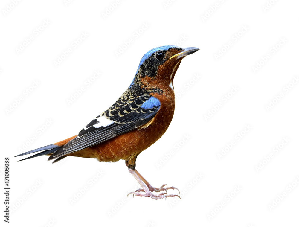 Fototapeta premium Male of White-throated rock thrush (Monticola gularis) orange bird with blue marking wings fully standing isolated on white background from head to toes