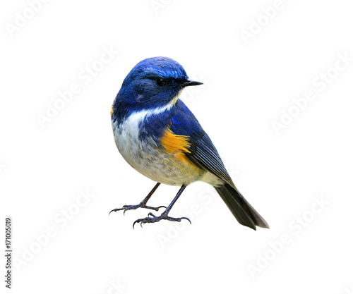 Himalayan bluetail or Red-flanked,Orange-flanked bush-robin (Tarsiger rufilatus) lovely blue bird with yellow marking on its wings isolated on white background, fascinated nature