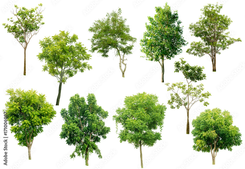 set of green trees isolated on white background.Collection of isolated tree on white background.Total Group tree white background.tree isolated on white background. set of green trees isolated on white background.Collection of isolated tree on white background.Total Group tree white background.tree isolated on white background.