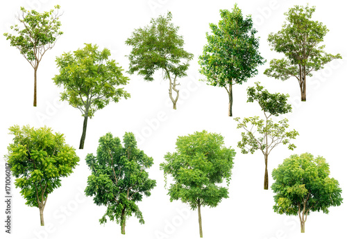 set of green trees isolated on white background.Collection of isolated tree on white background.Total Group tree white background.tree isolated on white background.