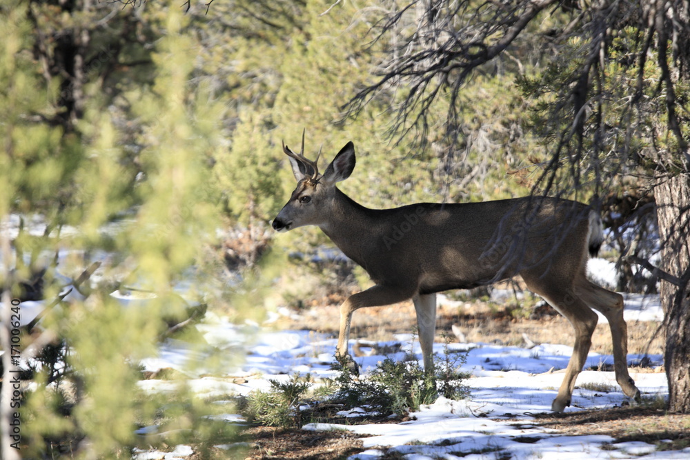 Wild deer in Grand Canyon National Park Wild deer in Grand Canyon National Park