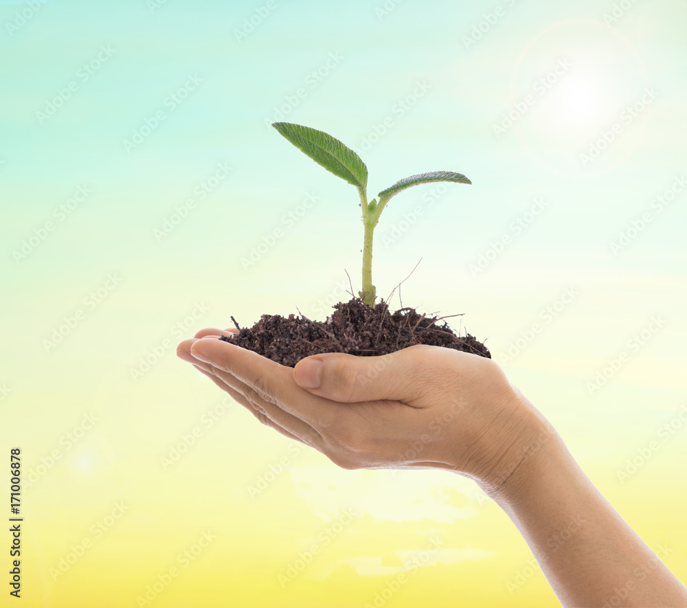 young plant sprouting from the ground young plant sprouting from the ground
