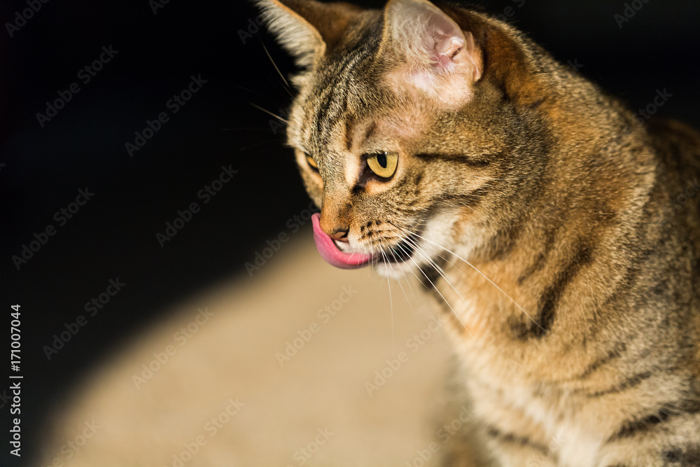 Healthy Mature Cat Licking Her Chomps