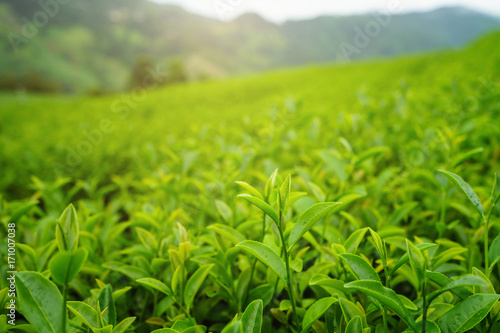 Green tea bud and fresh leaves with soft light  Tea plantation