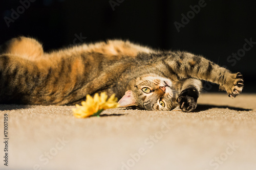 Healthy Mature Cat Playing with Toy Flower