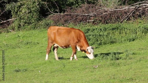 Cow grazing