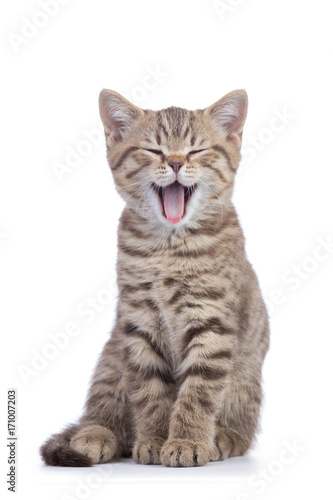 Small cat kitten with open mouth yawning. Studio shot.