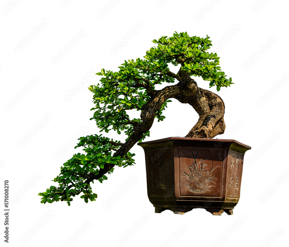 Bonsai trees burned Stock Photo Adobe Stock