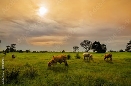 farm cow on sunrise in thailand