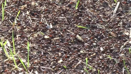 Anthill close-up