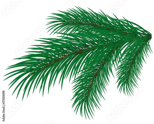 Branch forest green pine.