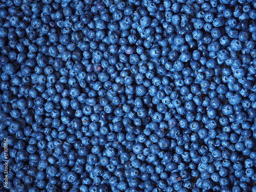 Fototapeta Surface is covered with a thick layer of blueberries, moorland harvest
