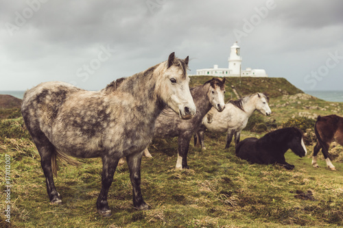 Wild horses in the countryside on a stormy day
