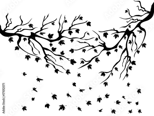 black maples falling background