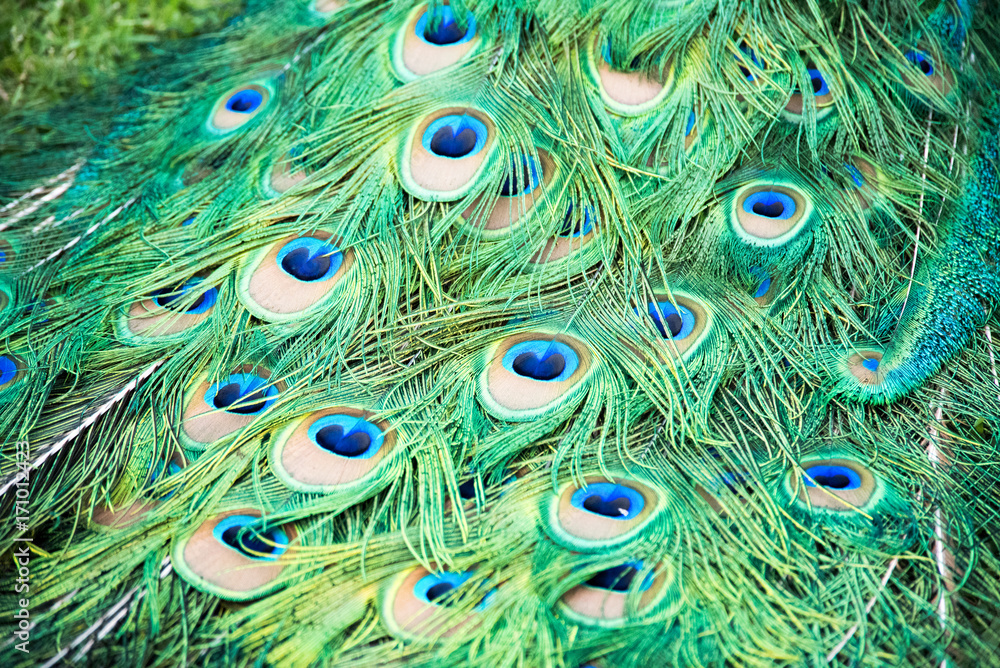 Fototapeta premium peacock feathers