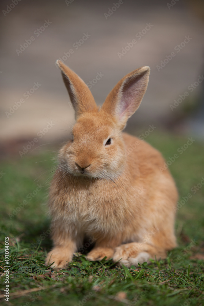Rabbit Rabbit