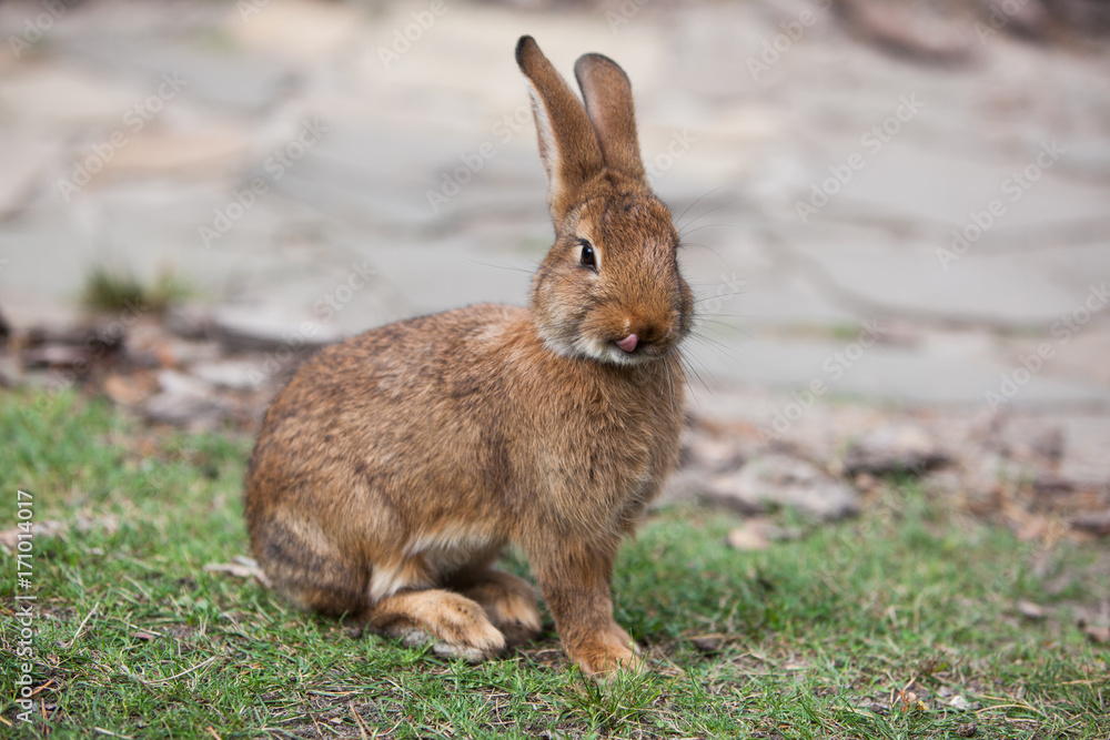 Fototapeta premium Rabbit