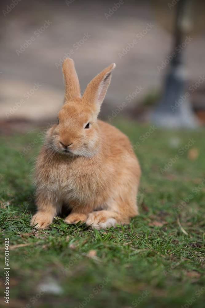 Fototapeta premium Rabbit