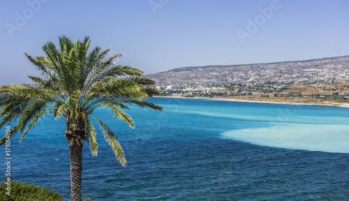 The palm tree on the Cyprus coast