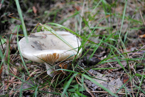 Russula aeruginea photo