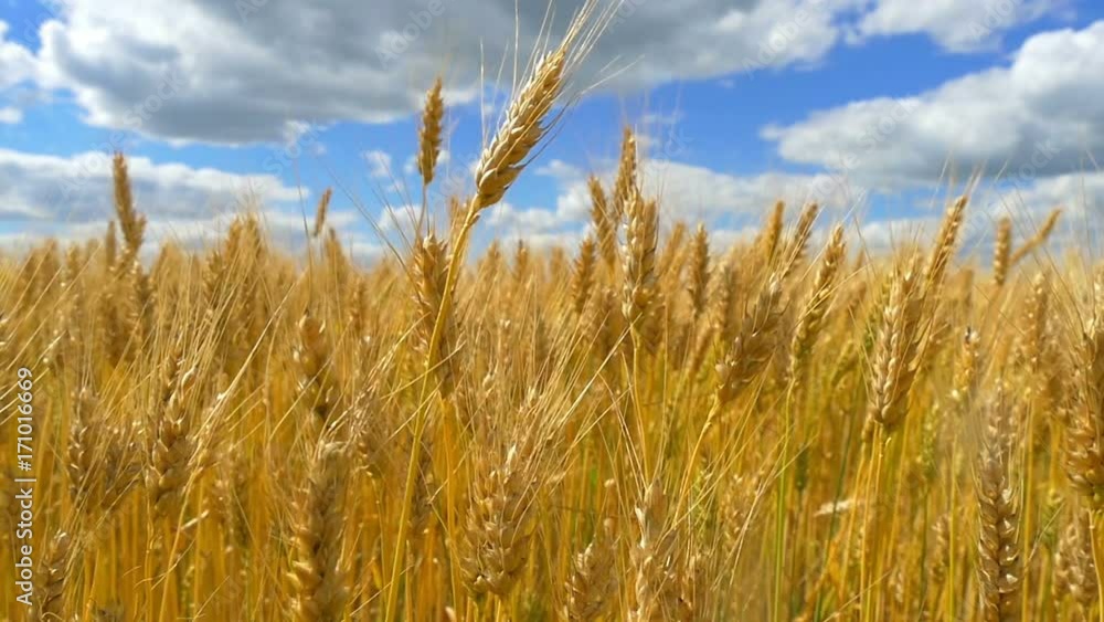 Wheat on a wheat field Wheat on a wheat field