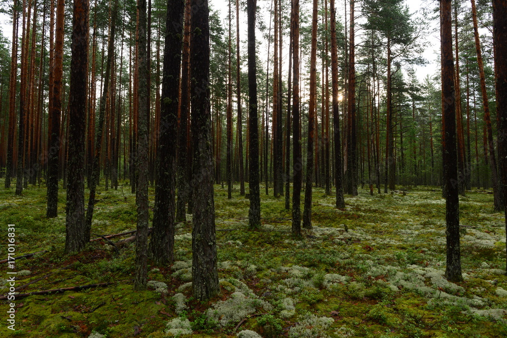 Wet pine forest in the sunlight of the early morning sun