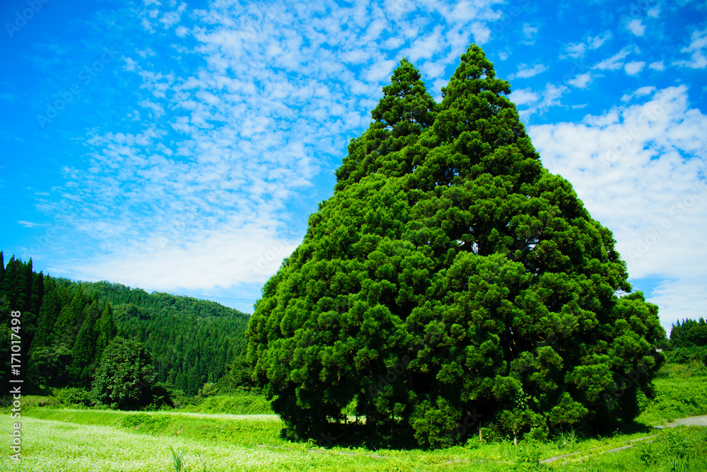 Fotografija 小杉の大杉　トトロの木