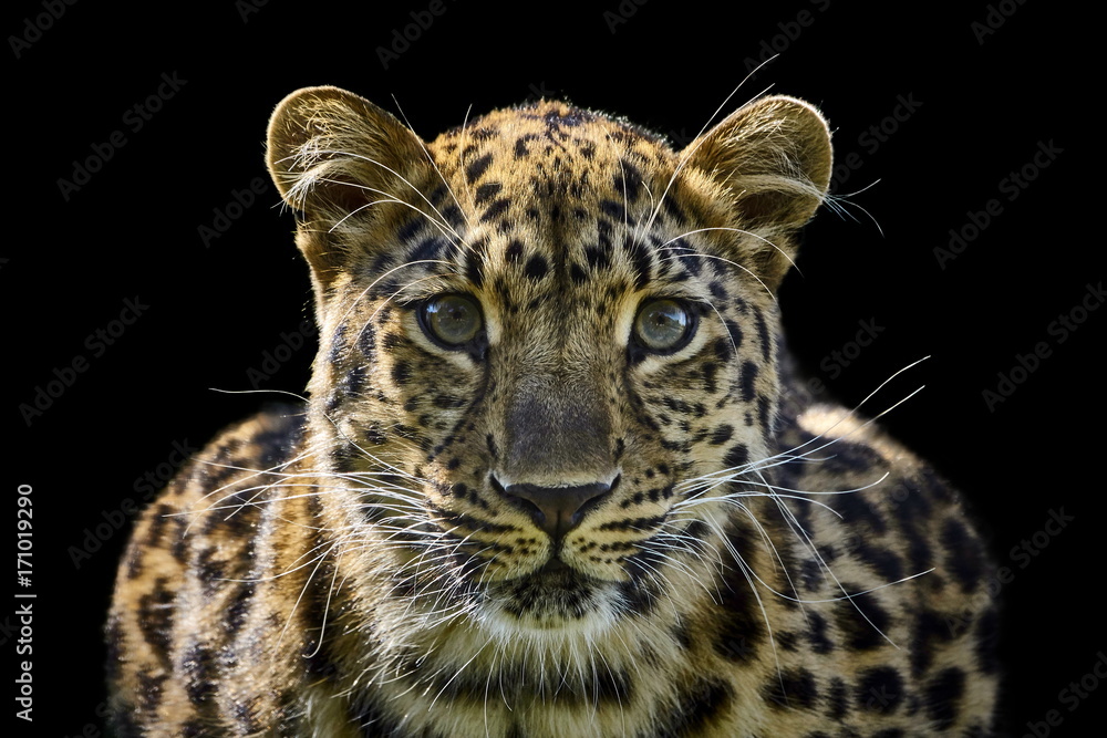 Obraz premium Amur Leopard isolated on black background