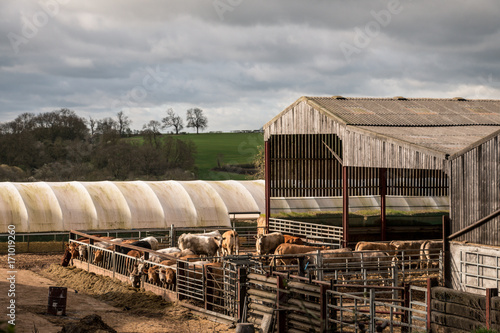 cows in a stable, UK english farm