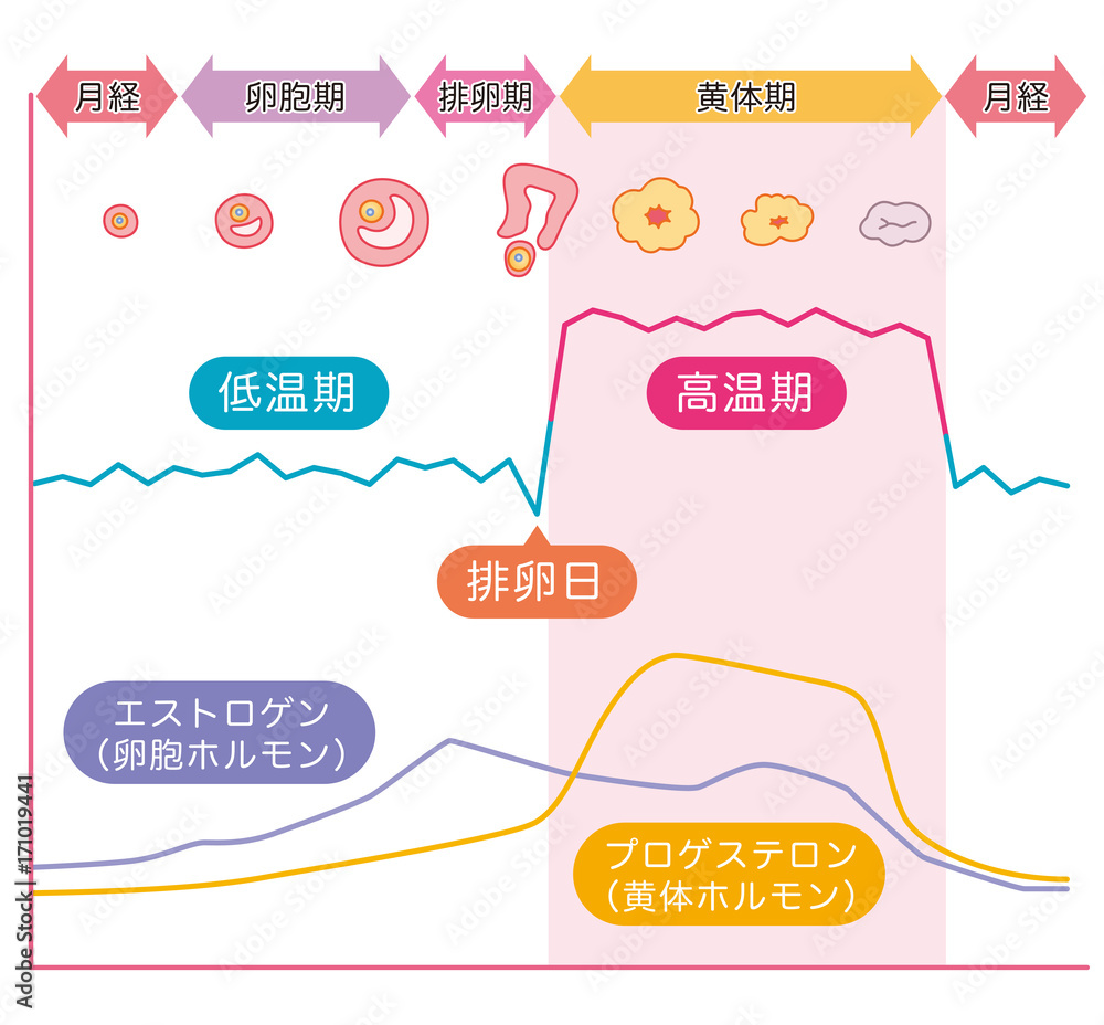 基礎体温表 基礎体温 女性ホルモン Stock イラスト Adobe Stock 基礎体温表 基礎体温 女性ホルモン Stock イラスト Adobe Stock