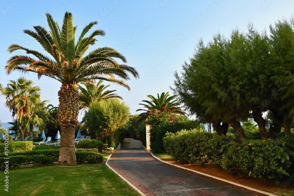 A beautiful palm tree in the hotel resort. Summer background for travel and holidays.