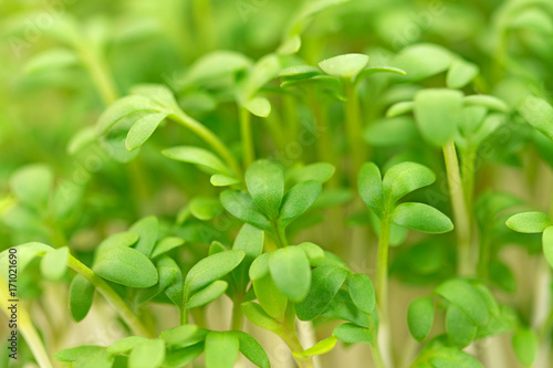 Gartenkresse, Lepidium sativum