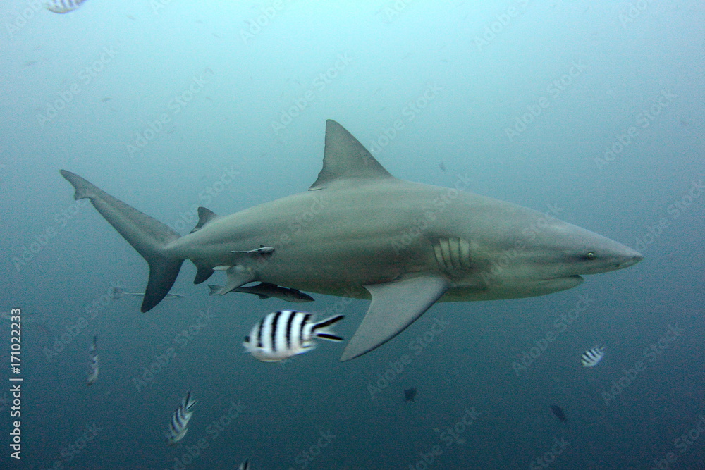 Fototapeta premium bull shark