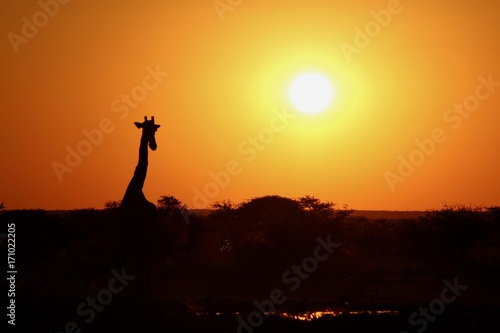 Sunset time in Etosha Park Namibia - Giraffa at waterhole