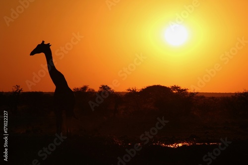 Sunset time in Etosha Park Namibia - Giraffa at waterhole