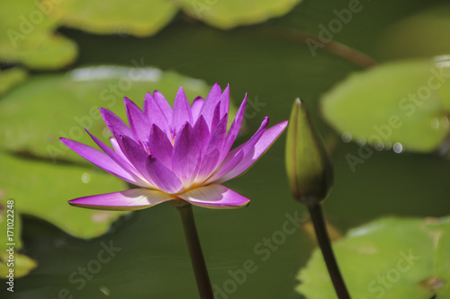 Pink lotus closeup background